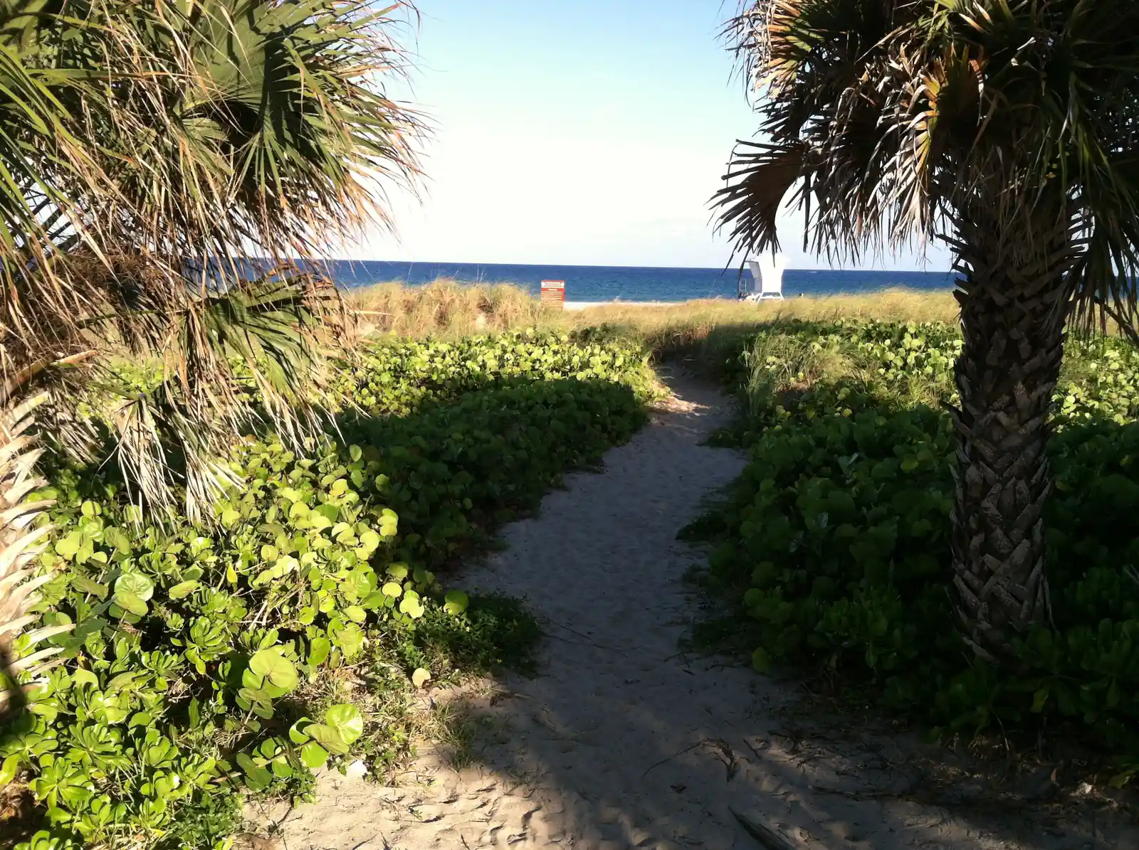 A sandy footpath between sea grape bushes and palm trunks leads through the dunes toward a glimpse of blue ocean and a lifeguard stand.