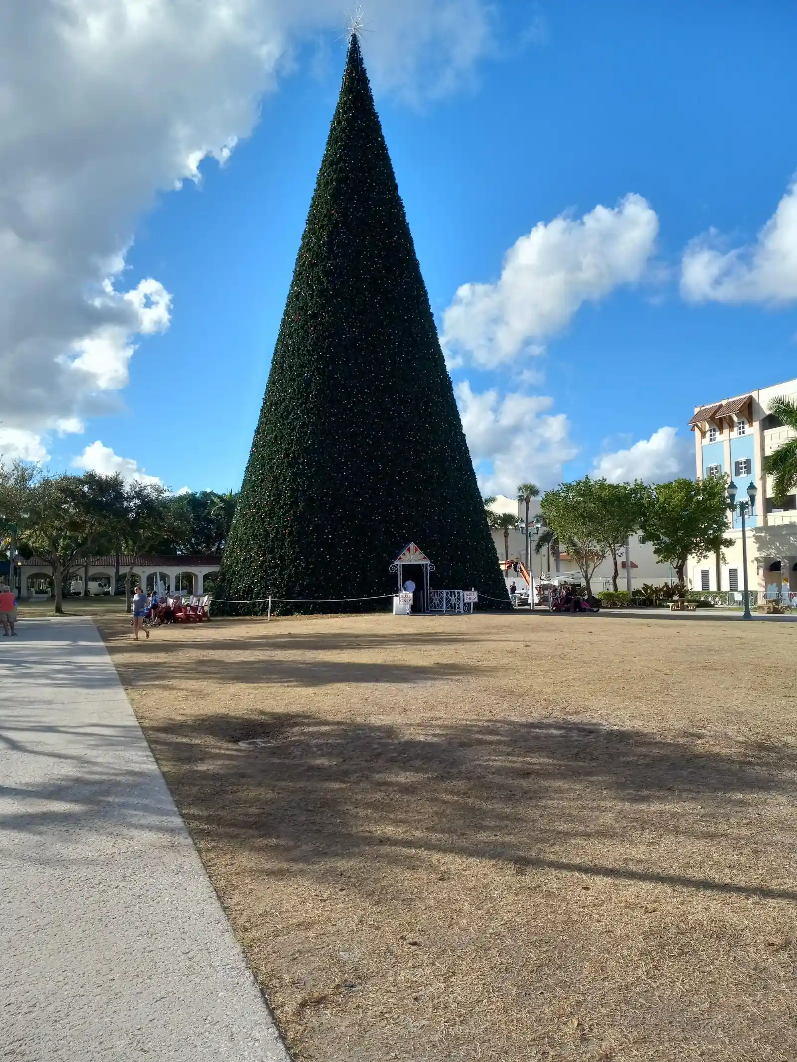 A tall cone-shaped dark green Christmas tree on a dry lawn under a blue sky with white clouds, a paved walkway along the left and a white building partly visible on the right.